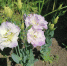 Какие цветы посеять на рассаду в декабре, чтобы летом они зацвели как можно раньше рассказали специалисты Киреевского информационно-консультационного садового центра. - Киреевский район